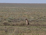 Cheetah looking for prey